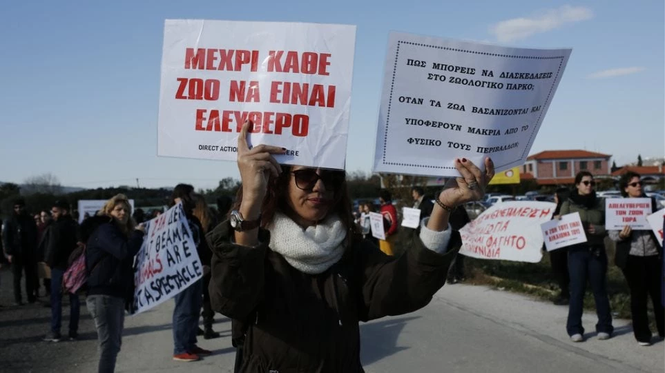 Ένταση στο Αττικό Ζωολογικό Πάρκο – Απόπειρα εισβολής σε διαμαρτυρία για τα δύο τζάγκουαρ (βίντεο)
